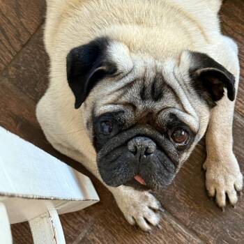 Otis -  Pug Dog for Adoption in Murphysboro, Illinois - Otis | PetCurious