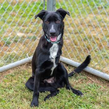 Rescue Labrador Retriever Dogs for Adoption - Beaux | PetCurious