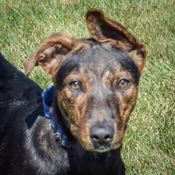 Rescue German Shepherd Dog and Greyhound Dogs for Adoption in Huntley, Illinois - Indigo | PetCurious