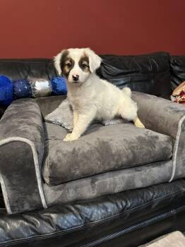Katmia -  Border Collie and Shepherd Dog for Adoption in Milton, Georgia - Katmia | PetCurious
