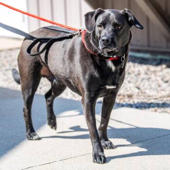 Black Labrador Retriever Dogs Available for Adoption in Kennebunk, Maine - Colney | PetCurious