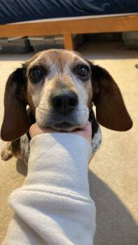 Beagle Dogs Available for Adoption - Judy | PetCurious