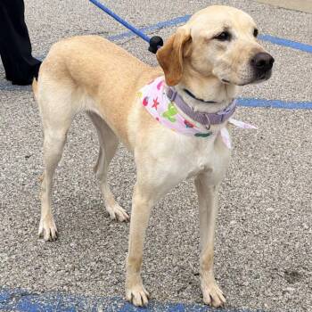 Vizsla and Great Pyrenees Dogs Available for Adoption in Warrensburg, Missouri - Kora | PetCurious