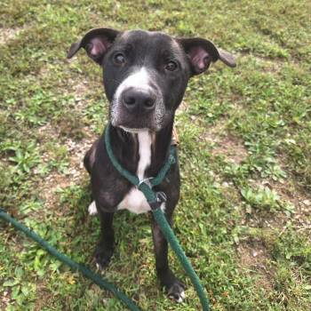 Rescue Mixed Breed Dogs for Adoption in Cape Girardeau, Missouri - Hestia | PetCurious