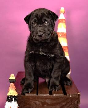 837-26 -  Chow Chow Dog for Adoption in Brighton, Colorado - 837-26 | PetCurious