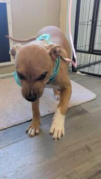 American Bulldog Dogs Available for Adoption in Lakeland, Florida - Ethan | PetCurious