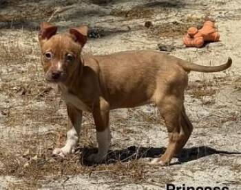 Terrier Dogs Available for Adoption - Princess Ariel | PetCurious