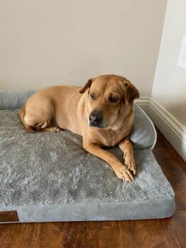 Shar Pei and Beagle Dogs Available for Adoption in Bloomington, Indiana - GuoGuo | PetCurious