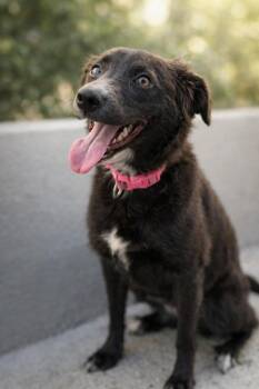 Australian Shepherd Dogs Available for Adoption - Tilly | PetCurious