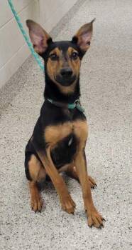 Mixed Breed Dogs Available for Adoption in Kansas City, Missouri - String Bean | PetCurious