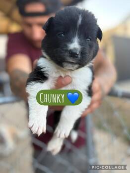 Chunky -  Akita Dog for Adoption in Lodi, California - Chunky | PetCurious