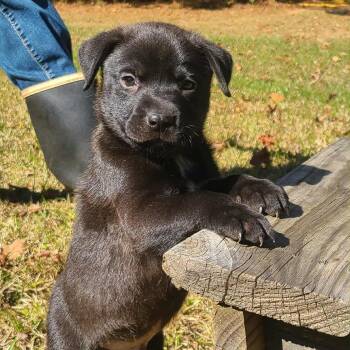 Rescue Labrador Retriever Dogs for Adoption in Glocester, Rhode Island - Rudolph | PetCurious