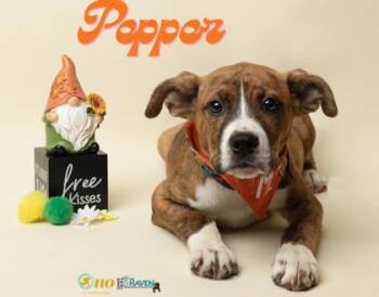 Boxer and Mixed Breed Dogs Available for Adoption in Fairhope, Alabama - Pepper | PetCurious