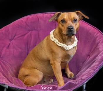 Sage -  Mixed Breed and Chihuahua Dog for Adoption in Hot Springs Village, Arkansas - Sage | PetCurious