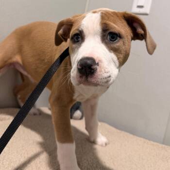 Kodiak -  Terrier Dog for Adoption in Tampa, Florida - Kodiak | PetCurious
