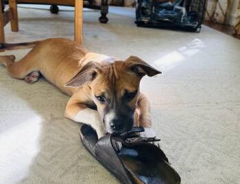 PENNY (the Slipper Bandit) -  American Staffordshire Terrier and Boxer Dog for Adoption in Los Angeles, California - PENNY (the Slipper Bandit) | PetCurious