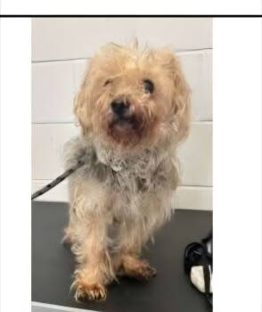 Rescue Yorkshire Terrier Dogs for Adoption in Minneapolis, Minnesota - Buddy D6123 | PetCurious