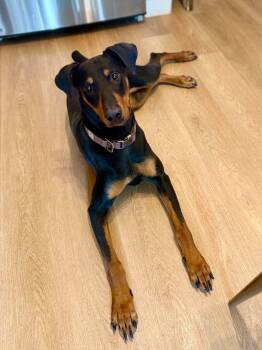 Freya - The Goofy Goddess -  Doberman Pinscher Dog for Adoption in Sugar Land, Texas - Freya - The Goofy Goddess | PetCurious