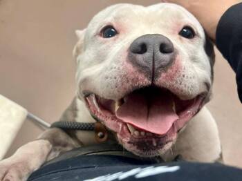 Pit Bull Terrier Dogs Available for Adoption - Inez | PetCurious