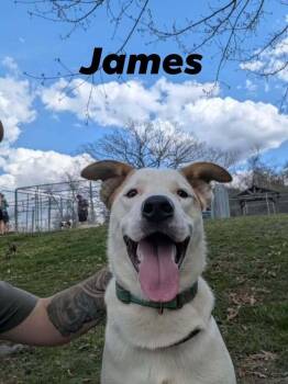 James -  Terrier Dog for Adoption in Silver Spring, Maryland - James | PetCurious