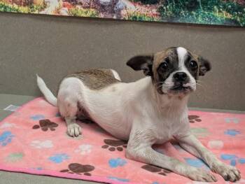 POPCORN -  Pug and Chihuahua Dog for Adoption in Moreno Valley, California - POPCORN | PetCurious