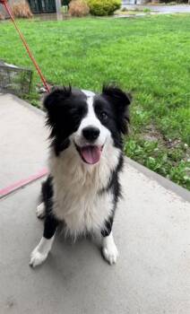 Border Collie Dogs Available for Adoption - KATIE | PetCurious