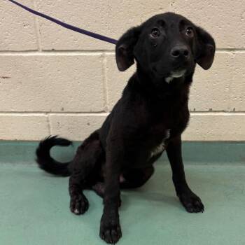 Mixed Breed Dogs Available for Adoption in Memphis, Tennessee - Three-B | PetCurious