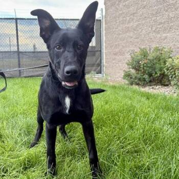 Kimber -  Black Labrador Retriever and Collie Dog for Adoption in Great Falls, Montana - Kimber | PetCurious
