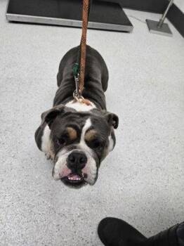 Beatrice -  English Bulldog Dog for Adoption in Oakland, California - Beatrice | PetCurious