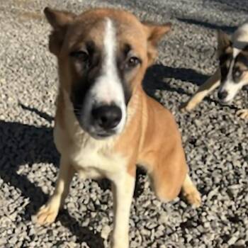 Rescue Belgian Shepherd Malinois Dogs for Adoption in Chuckey, Tennessee - Timon | PetCurious