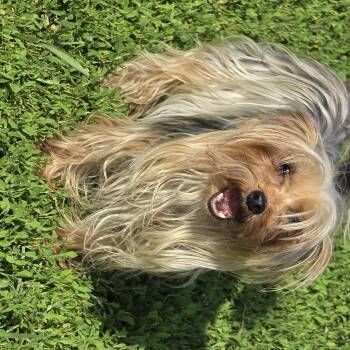 Yorkshire Terrier Dogs Available for Adoption in Terre Haute, Indiana - JoeJo | PetCurious