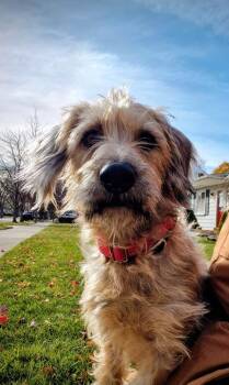 Rescue Wire Fox Terrier Dogs for Adoption in Plymouth, Michigan - Frank (PW 1682) | PetCurious