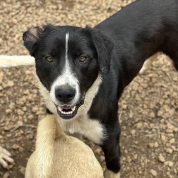 Border Collie Dogs Available for Adoption in Columbia, South Carolina - Gulliver | PetCurious