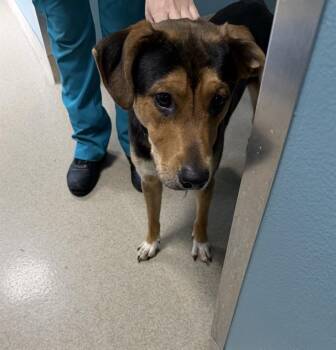 BUCKY -  Hound and Mixed Breed Dog for Adoption in Newton, North Carolina - BUCKY | PetCurious