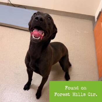Zara -  Black Labrador Retriever and Mixed Breed Dog for Adoption in Lynchburg, Virginia - Zara | PetCurious