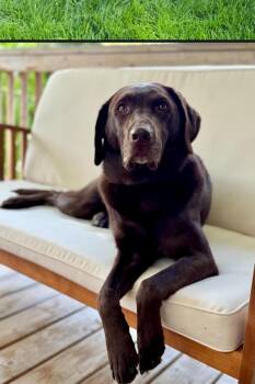 Rescue Chocolate Labrador Retriever Dogs for Adoption in Buckley, Washington - Chip | PetCurious