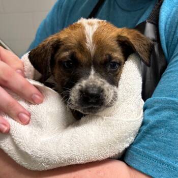 Terrier and Cattle Dog Dogs Available for Adoption in Galax, Virginia - Mitchell | PetCurious