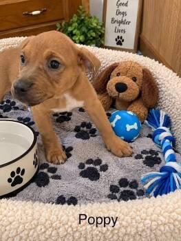 Poppy -  Labrador Retriever Dog for Adoption in Mcallen, Texas - Poppy | PetCurious