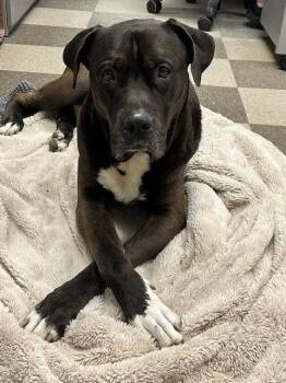 Mastiff Dogs Available for Adoption in Toronto, Ontario - Kong | PetCurious