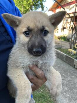 Mixed Breed Dogs Available for Adoption - BRITTANY | PetCurious