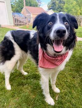 Lasso -  Border Collie Dog for Adoption in Minnetrista, Minnesota - Lasso | PetCurious