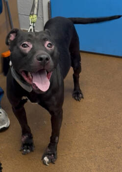 Rescue Mixed Breed Dogs for Adoption in West Chester, Pennsylvania - Princess Peach | PetCurious