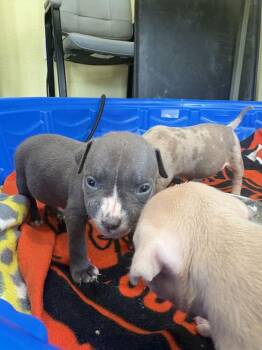 Karma - Rosie -  American Bulldog Dog for Adoption in Lakeland, Florida - Karma - Rosie | PetCurious