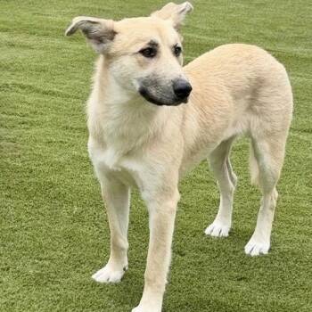 Woodchip Ivy -  German Shepherd Dog and Black Mouth Cur Dog for Adoption in Tunica, Mississippi - Woodchip Ivy | PetCurious