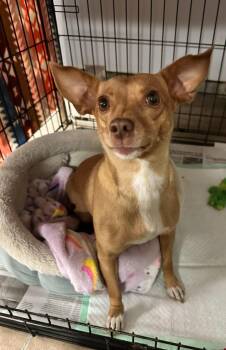 Kloe -  Terrier Dog for Adoption in Lemoore, California - Kloe | PetCurious