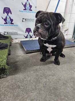 Pit Bull Terrier Dogs Available for Adoption in Orlando, Florida - TYSON | PetCurious