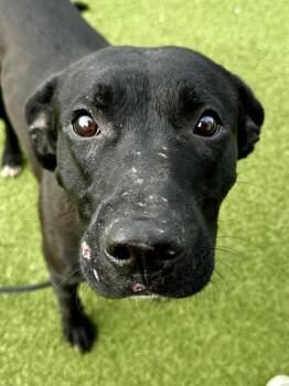 Rescue Mixed Breed Dogs for Adoption in Wichita, Kansas - Grumble Monster | PetCurious