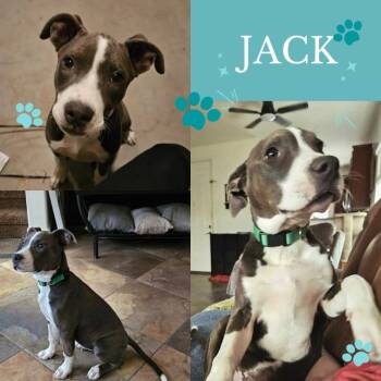 Rescue Pit Bull Terrier Dogs for Adoption in Mesa, Arizona - Jack | PetCurious