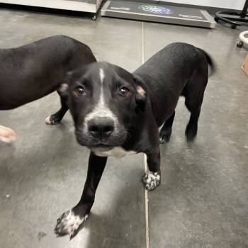 Rescue Pit Bull Terrier and Mixed Breed Dogs for Adoption in Dickinson, Texas - Bumble | PetCurious