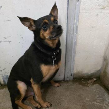 Lucky -  Chihuahua Dog for Adoption in Martinsburg, West Virginia - Lucky | PetCurious